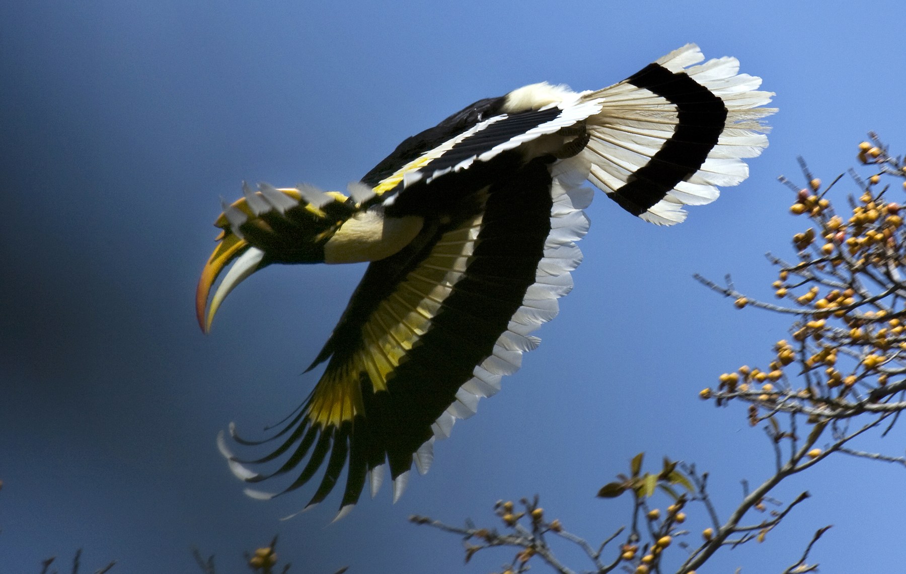 A great hornbill flying over a green forest canopy