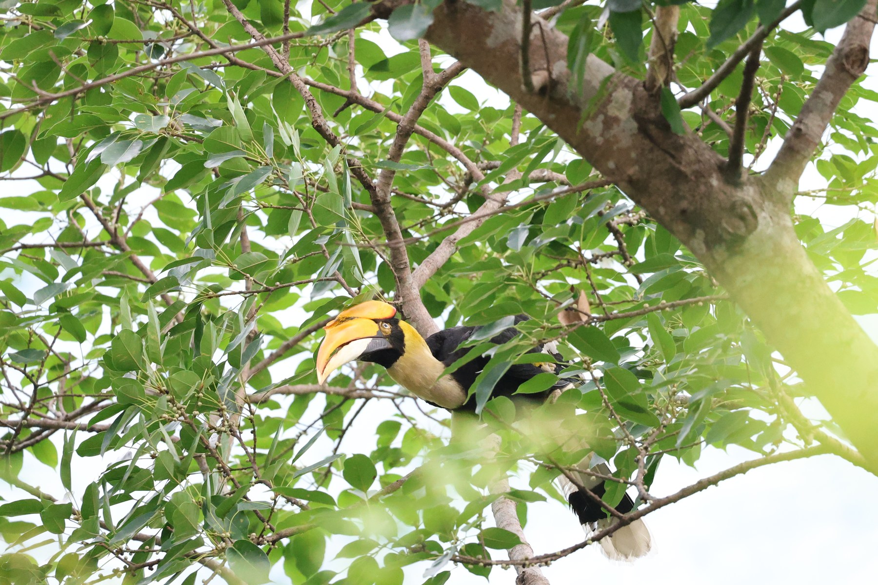 A great hornbill selecting fruit from a branch