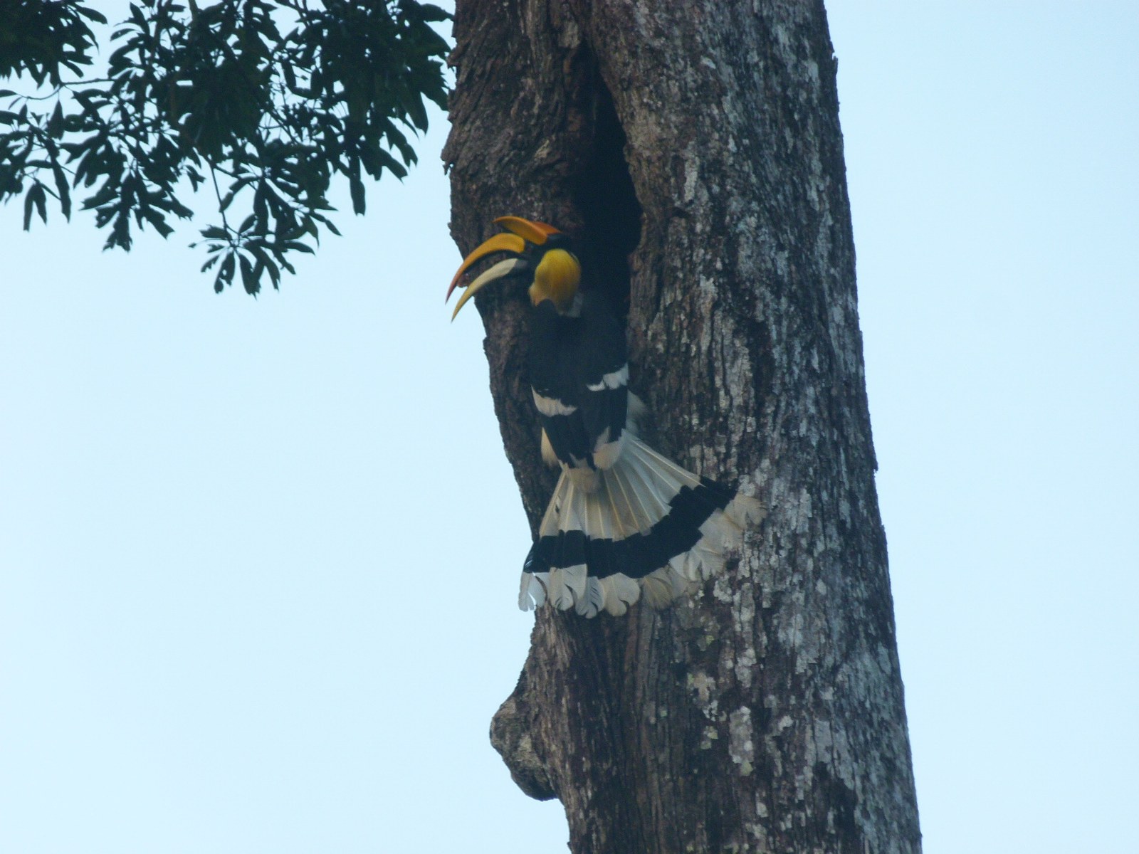 A great hornbill bringing food to its mate at a tree cavity nest