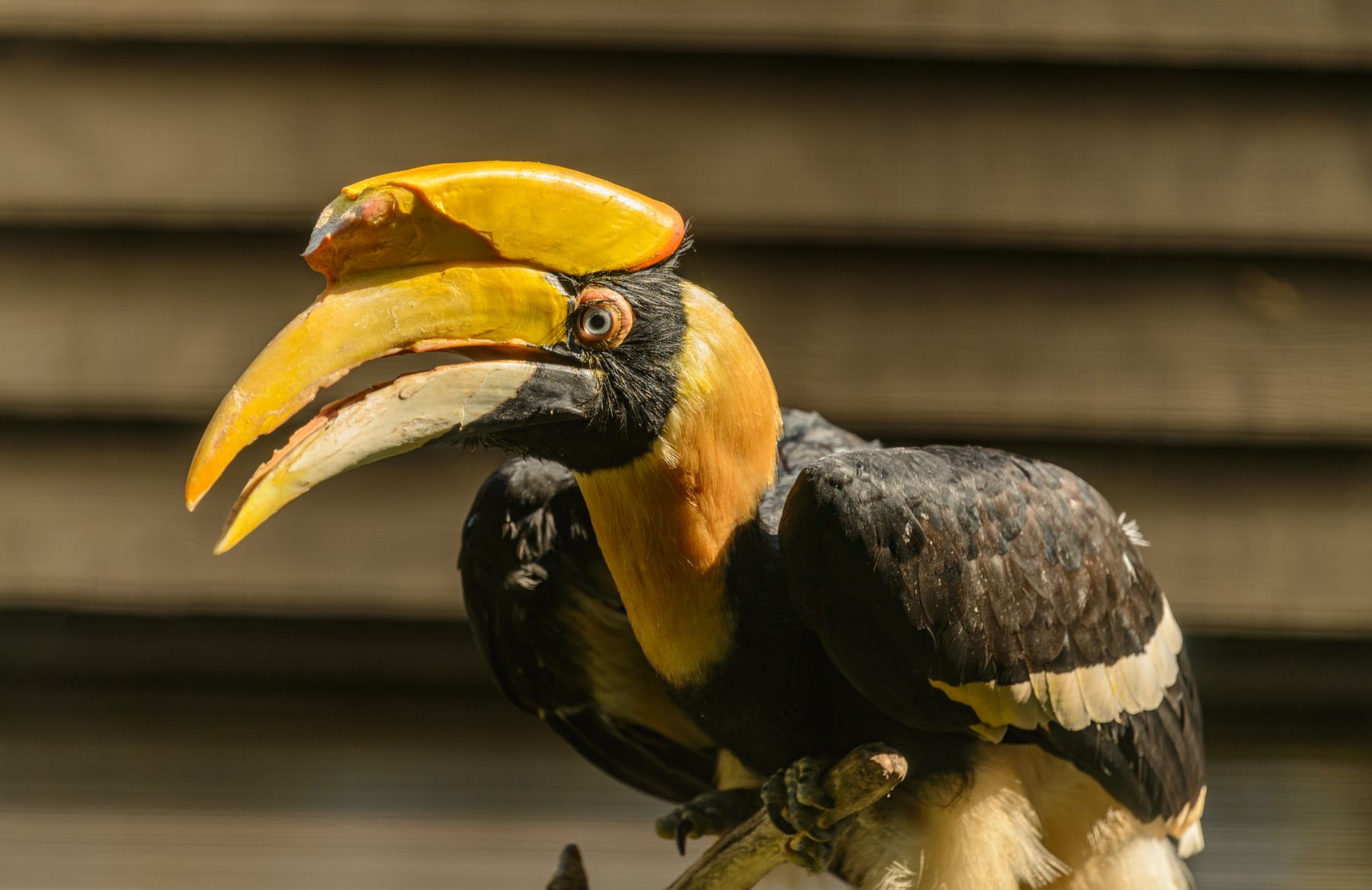 A great hornbill photographed in profile, with its distinctive yellow casque